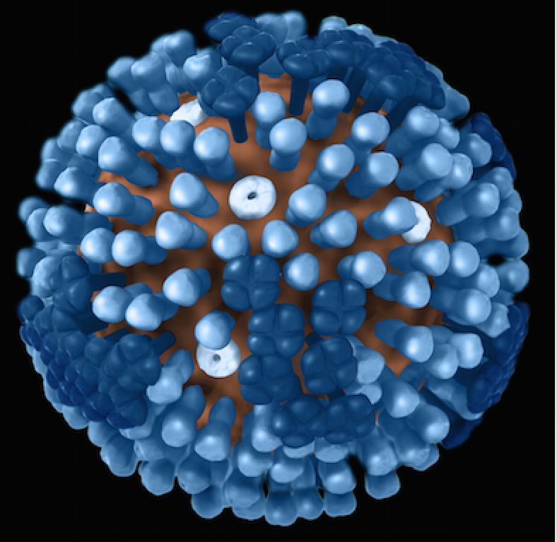 A 3-D graphical representation of a generic influenza virion’s ultrastructure. (Image courtesy CDC)