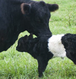 A farm at Fearrington features “Beltie” cows.