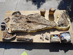 Prehistoric bones found on senior living grounds