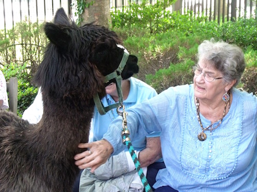 Shirley Neighoff pets Sammy the llama.