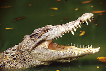 Alligator attack suspected in senior living resident death