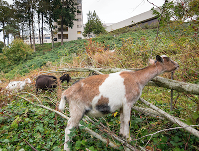 Goats help clear land at Willamette View, a CCRC in Portland, OR.