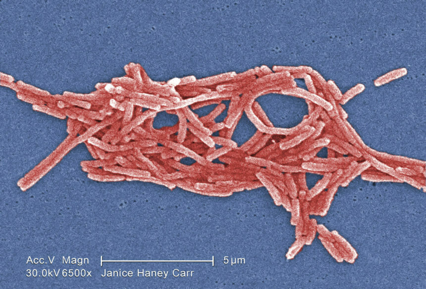Legionella pneumophila