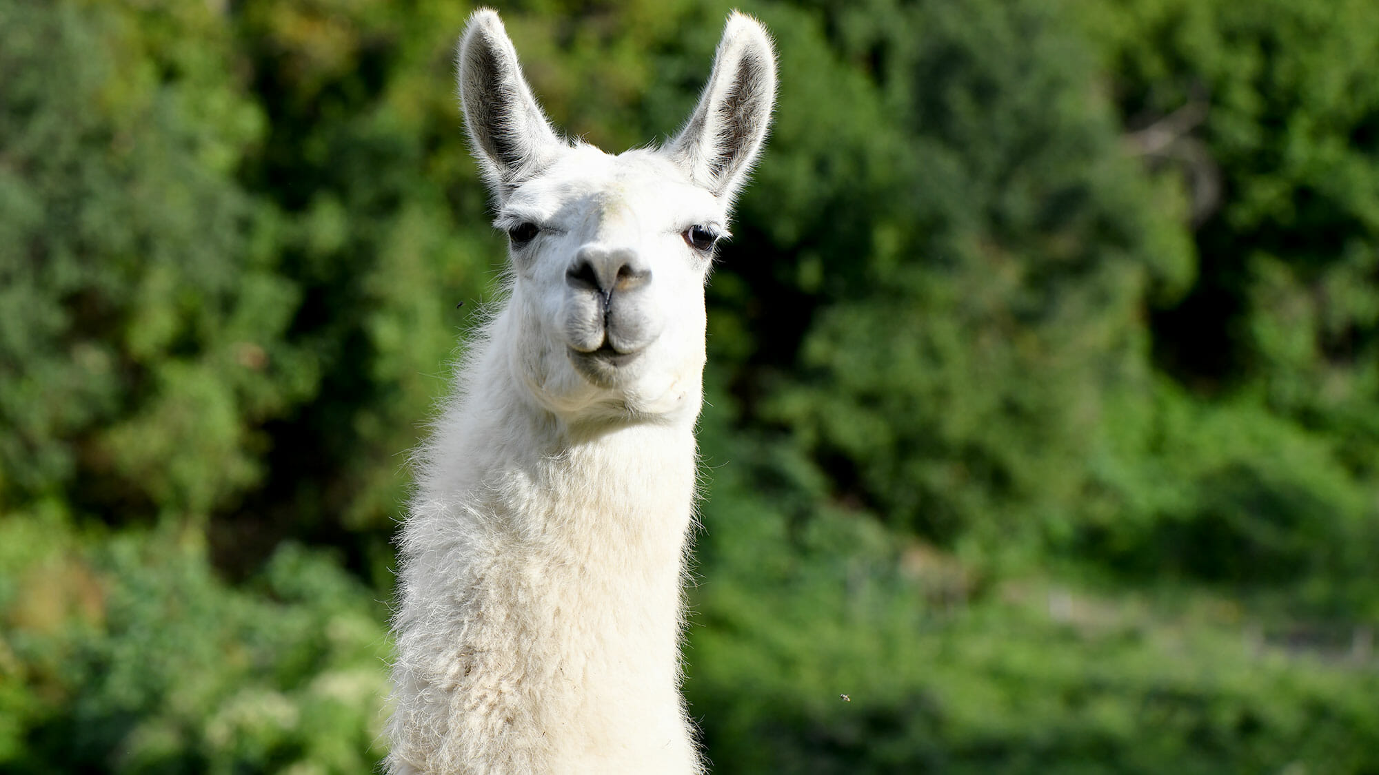 Llamas, alpacas increasingly popular senior living pet therapy options ...