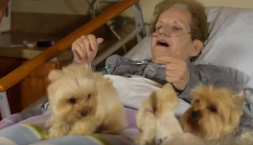 Hospice patient with two Yorkshire Terriers on her bed
